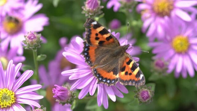Painted Lady butterfly (Vanessa cardui) feeding on a pink aster flower plant with wings outstretched video footage clip