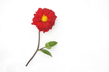 Obraz premium the beautiful red dahlia flower with leaf and branch isolated on white background.