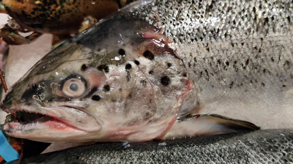 salmon fish