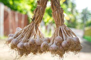 Garlic with bokeh background. Side view.