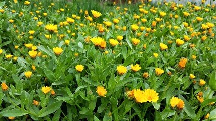 Obraz premium A field of yellow flowers in the Umbrian countryside Italy
