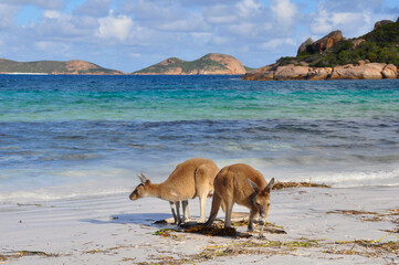 Fototapeta na wymiar Kangaroos on the beach in Western Australia