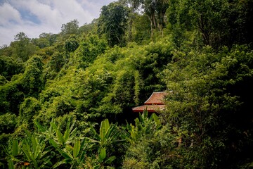 Hut in lush green forest