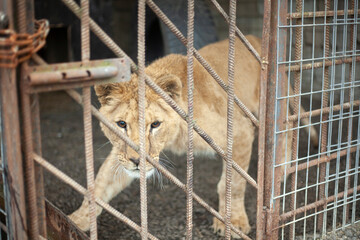 Fototapeta premium Lion cub in a cage. The wild lion is locked in an aviary.