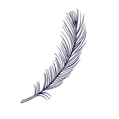 The feather of a bird. Vector illustration in the Doodle style. Isolated object on a white background. Hand drawn sketch.
