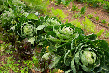 Ripe cabbage growing in the garden. High quality photo