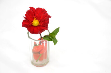 the beautiful red dahlia flower with leaf in the glass isolated on white background.