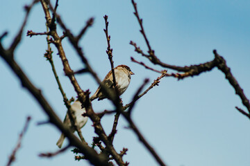 Low angle shot of a beautiful bird sitting the branches of a tree under the clear blue sky