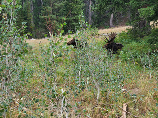 Rocky Mountain moose