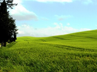 
Italy- Tuscany the green hills of the wheat fields