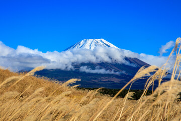 Fototapeta premium Background of Fuji mountain and blue sky with foreground of grass fields in japan