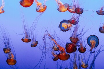 Jellyfish in the water