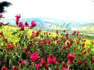 Obraz na płótnie Canvas Red flowers in the foreground on the Tuscan countryside - Italy Pienza