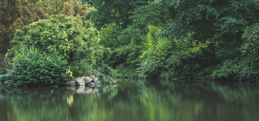 pond in the park