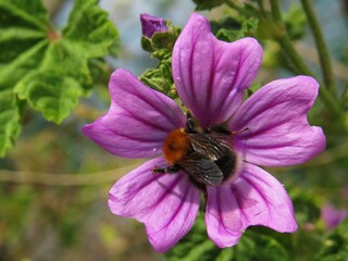 bee on light purple Malva 'moschata' flower with soft focus natural background