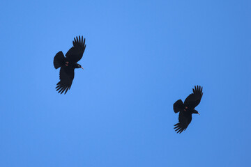 Gracchio corallino (Pyrrhocorax pyrrhocorax) coppia in volo su sfondo cielo blu