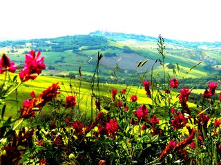 Fototapeta na wymiar Red flowers in the foreground on the Tuscan countryside - Italy Pienza