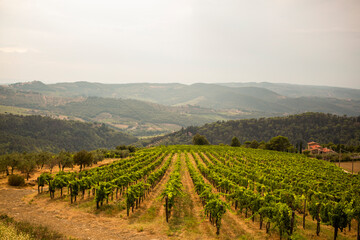 Fototapeta na wymiar Wine vineyard in Tuscany, Italy