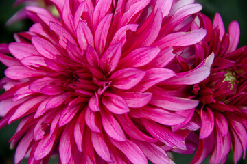 lush garden Dahlia flower close up