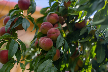 Pfirsich Obst Ernte in Deutschland