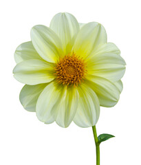 The dahlia (name, Vielliebchen) in the dahlia garden Baden Baden near the lichtentaler alley. Baden Baden, Baden Württemberg, Germany