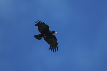 Fototapeta premium gracchio corallino (Pyrrhocorax pyrrhocorax) in volo,silhouette su sfondo cielo blu