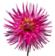 The dahlia (name, Sorbet) in the dahlia garden Baden Baden near the lichtentaler alley. Baden-Baden, Baden W&uuml;rttemberg, Germany