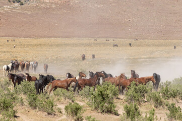 Herd of Wild Horses in the Utah Desert