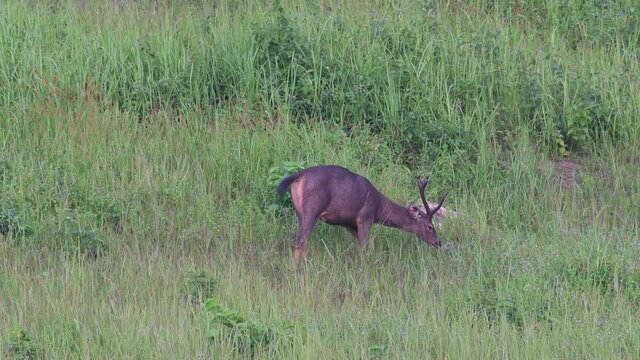 Sambar Deer, Rusa unicolor; a male individual seen in the middle of the grass grazing then stops to sratch its ear with its right hind hoof.