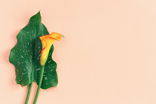 Beautiful yellow Calla Lily flower with green leaf  on a peach pastel background.