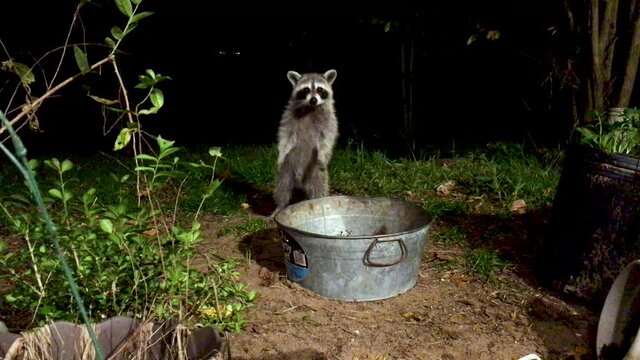 A raccoon wandering into frame towards a lonesome metal bucket and curiously stands on his hind legs to look towards the camera. 