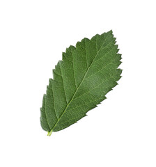 Fototapeta premium Fresh green blackberry leaf isolated on white