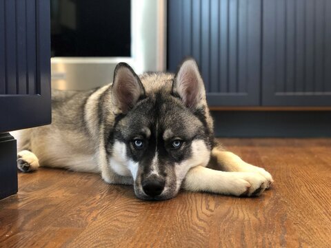 Agouti, Husky
