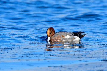 	
Pfeifente an der Ostsee (Mareca penelope)	

