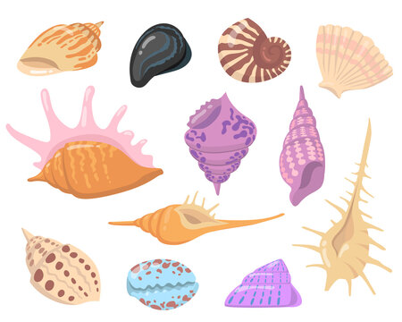 Sea or ocean shell objects flat illustration set. Cartoon colorful seashells on white background isolated vector illustration collection. Water nature and decoration concept