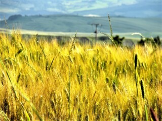 
Italy- Tuscan countryside detail of a gold-colored wheat field