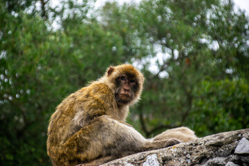Naklejka na ściany i meble Photo of a wild macaque in Gibraltar up on the rock. Free monkey. 