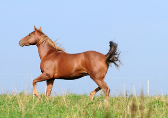 American Quarter Horse auf der Weide