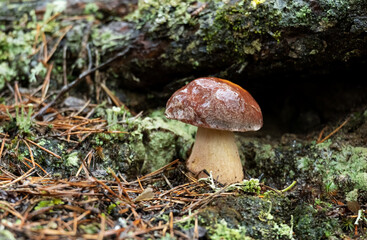 Boletus edulis in the forest in the rain, on a summer day. Delicious, wild edible mushroom.