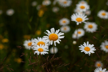 Chamomile in summer. Background from daisies in the field.