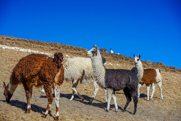 Noroeste Argentino. Cordillera de los Andes