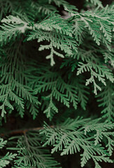 green cypress branches