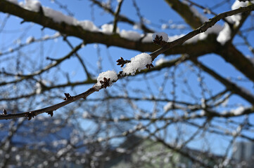 tree branches with snow against a blue sky in clear sunny weather