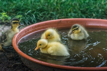 four baby running ducks in a water bowl in the garden