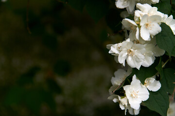 Close up of blooming jasmine bush in the garden. Nature concept. Copy space.