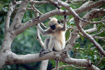 Black Face White Monkey in forest