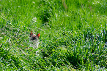 Siamese cat hiding in the grass and looking straight ahead.