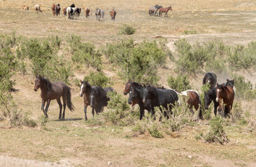 Herd of Wild Horses in the Utah Desert