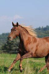 Fototapeta na wymiar American Quarter Horse auf der Weide