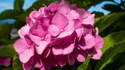 Wonderful splendor of a pink flower 